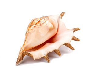 Big sea shell