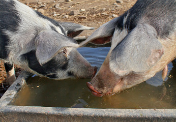 Close up of two pigs