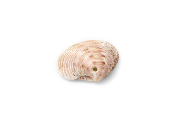 Detail of sea shell isolated on white background.