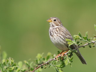 Corn Bunting, miliaria calandra