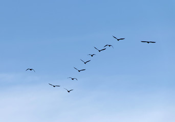 Formation of flying waterbirds