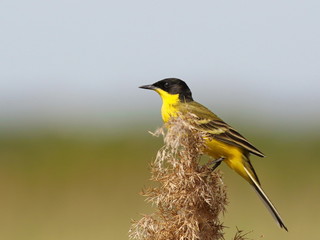 Yellow Wagtail, Motacilla flava feldegg
