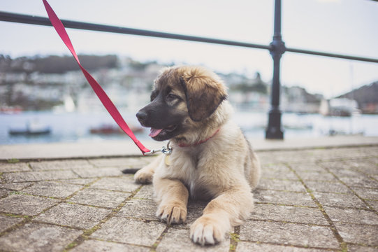 Leonberger puppy relaxing by harbour