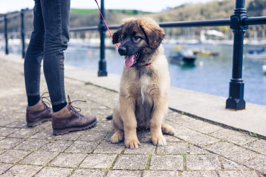 Leonberger puppy and owner by harbour