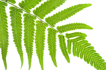 Vegetable fern, Diplazium sp., Family Athyriaceae, Central of Thailand