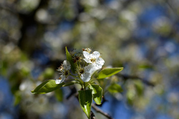 blackthorne blossom tree