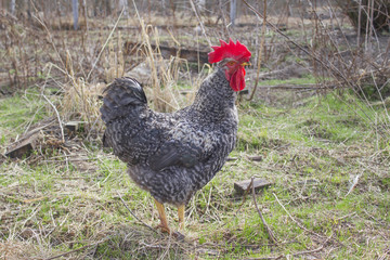 Петух доминант