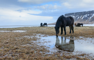 icelandic horses