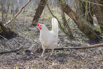 Белая курица