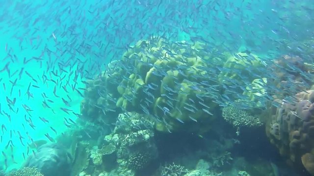 ein riesen Schwarm Vielstreifen-Füsilier schwimmt in einem Korallenriff