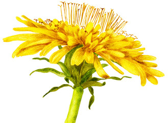 Fototapeta premium Blooming dandelion. Watercolor illustration, isolated on white background