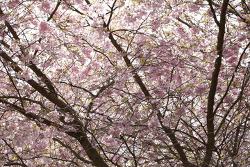 spring bloom sakura in a botanical park of Berlin