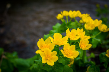 Yellow marsh flower