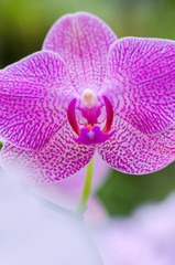 Purple Flower of orchidea. detail