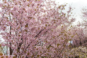 spring bloom sakura in a botanical park of Berlin