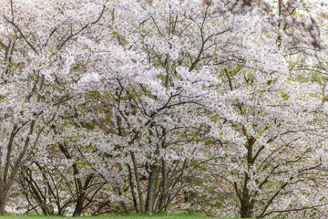 spring bloom sakura in a botanical park of Berlin