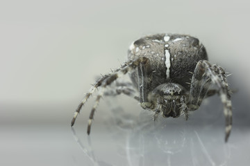 Garden Spider