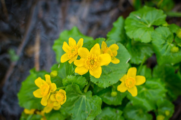 Yellow marsh flower