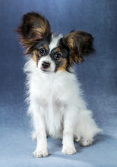 Portrait amusing Papillon puppy
