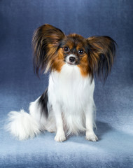 Papillon dog on a blue background