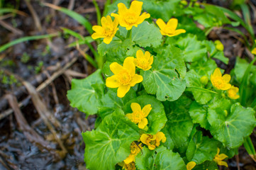 Yellow marsh flower