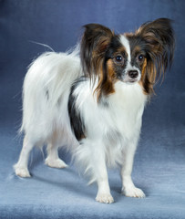 Young dog of breed Papillon