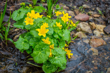 Yellow marsh flower