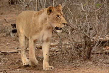 African Lioness stalking prey through the bush