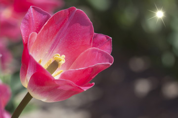 Tulipes jaunes dans leur champ
