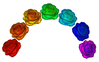 Roses of all colors of the rainbow on a white background.