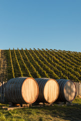 Obraz premium wine barrels in vineyard with copy space