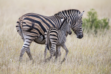 Fototapeta na wymiar Zebra mare and foal standing close together in bush for safety