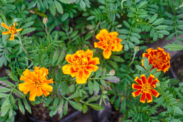 rare fire flowers from nicaragua