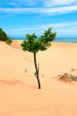tree, sand, sea