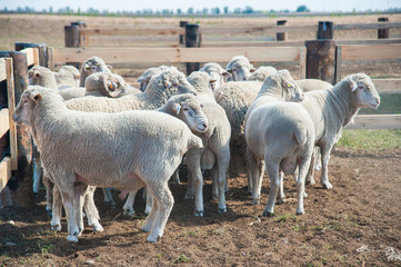 Sheep on a farm