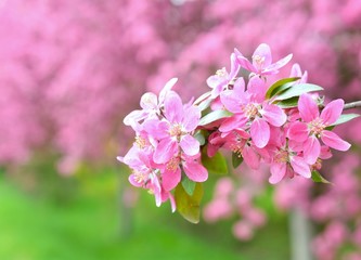 Fototapeta premium Chinese flowering crab-apple, wild apple flowers