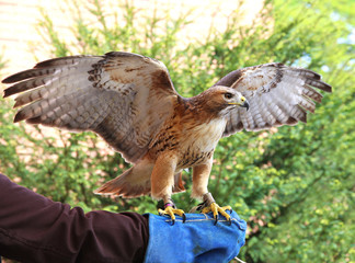 Fototapeta premium Red-tailed chickenhawk on gloved hand