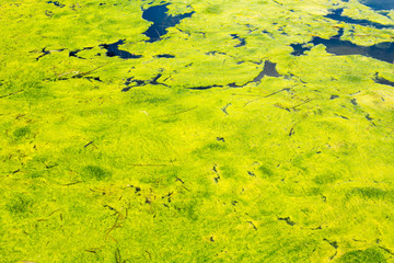 Duckweed green on dirty lake