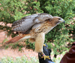 American chickenhawk perched on gloved hand