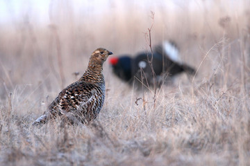 Black grouse (Tetrao tetrix). Female