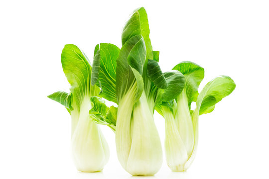 Pak Choi Frisch