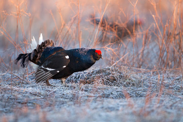 Black grouse (Tetrao tetrix)