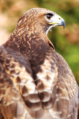 Head shot of from behind a red-tailed hawk with blurred green na