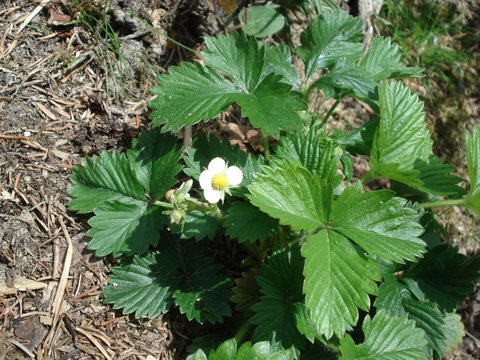 Erdbeerbl&uuml;te