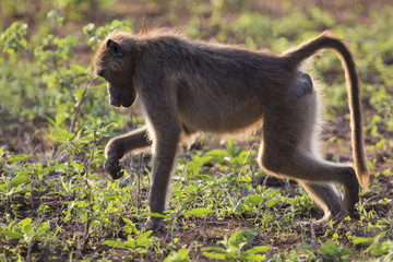 Baboon forage for food in early morning sunshine