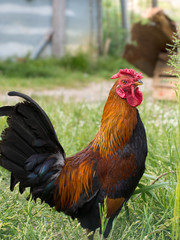 Handsome bantam cockerel, free range