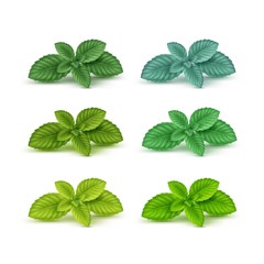 Vector Mint Spearmint Peppermint Leaf Leaves Set Isolated on White © Zonda