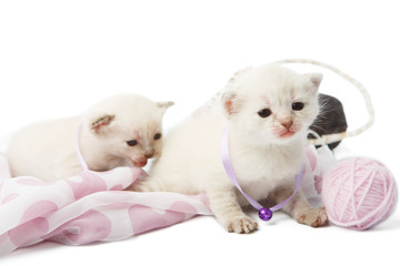 Cute white kittens with yarn woolen balls isolated