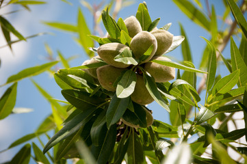Young Oranges on a tree