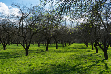 Spring is in the Loshitsa Park in Minsk